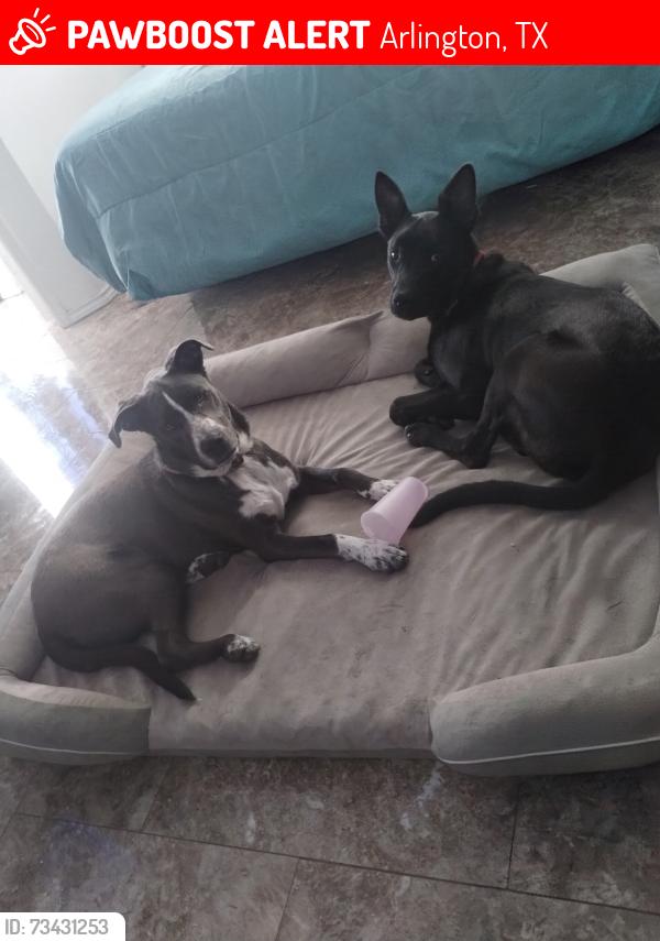 Lost Unknown Dog last seen HARRIS RD NEAR COOPER ST, Arlington, TX 76018