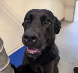 Shelter Stray Female Dog last seen LEMON & SANFORD AVE, 232 Eslinger Way, Sanford, FL 32773, USA