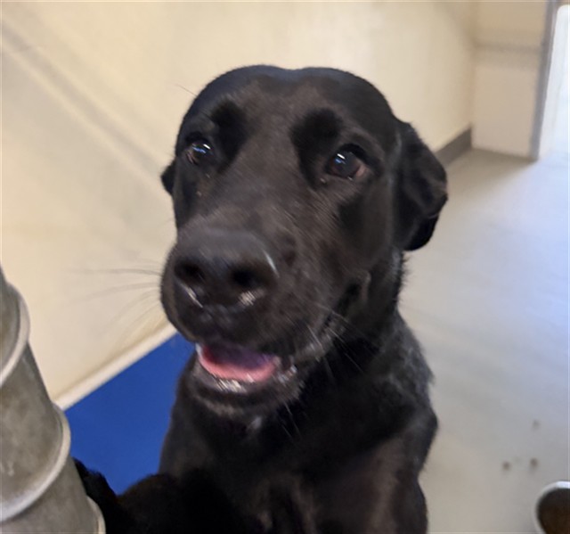 Shelter Stray Female Dog last seen LEMON & SANFORD AVE, 232 Eslinger Way, Sanford, FL 32773, USA