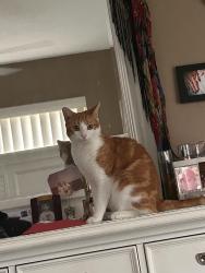 Lost Male Cat last seen Elkham and Upland, Citrus Springs, FL 34434