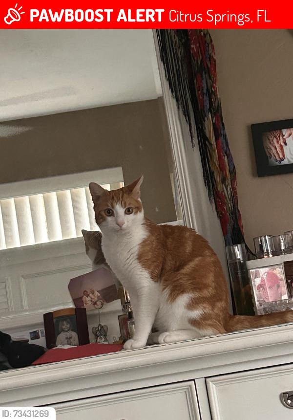 Lost Male Cat last seen Elkham and Upland, Citrus Springs, FL 34434