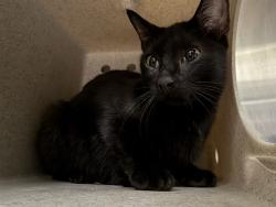 Shelter Stray Female Cat last seen , 232 Eslinger Way, Sanford, FL 32773, USA