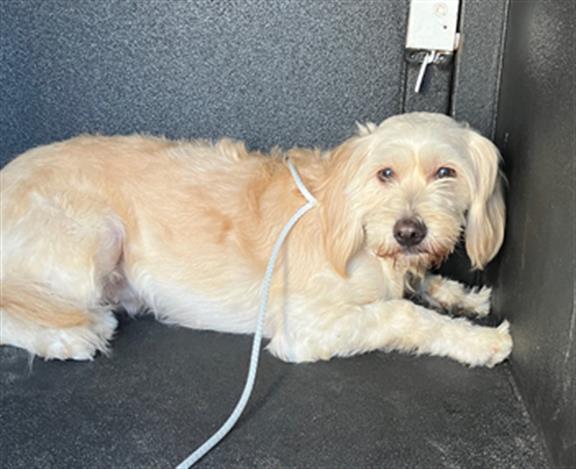 Shelter Stray Female Dog last seen Near BLK ATLANTIC AVE, LONG BEACH CA, 90805, 7700 E Spring St, Long Beach, CA 90815, USA