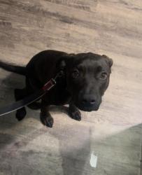 Shelter Stray Male Dog last seen CHARLOTTE, 8315 Byrum Dr, Charlotte, NC 28217, USA