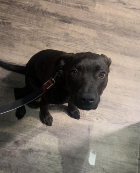 Shelter Stray Male Dog last seen CHARLOTTE, 8315 Byrum Dr, Charlotte, NC 28217, USA