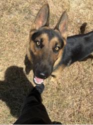 Shelter Stray Male Dog last seen , 4710 TX-151, San Antonio, TX 78227, USA