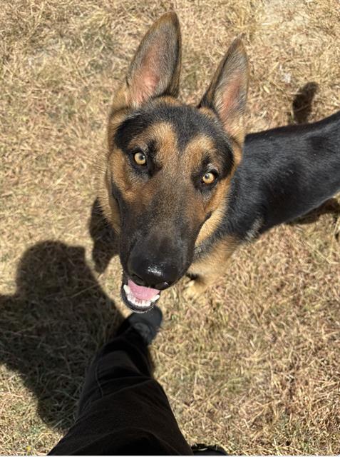Shelter Stray Male Dog last seen , 4710 TX-151, San Antonio, TX 78227, USA