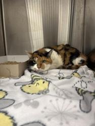 Shelter Stray Female Cat last seen Near, 5001 E Raymond St, Indianapolis, IN 46203, USA