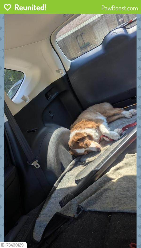 Reunited Female Dog last seen Arbor View Way and Buford Highway, Sugar Hill, GA 30518