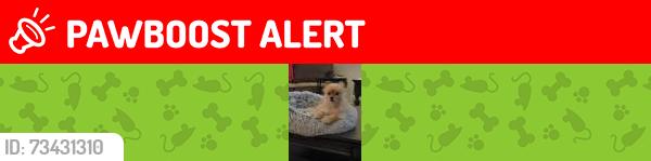 Lost Male Dog last seen County Rd P and 12, Harrison Township, OH 43545