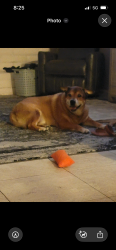 Reunited Male Dog last seen Mesa Dr and Broadway, Mesa, AZ 85204