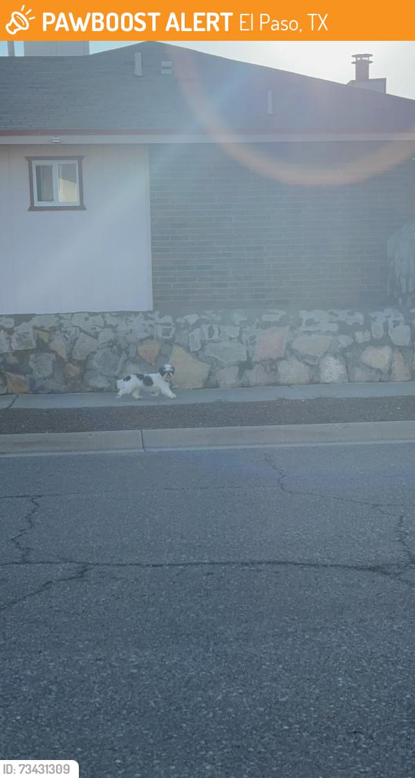 Found/Stray Unknown Dog last seen Desert sun, El Paso, TX 79928