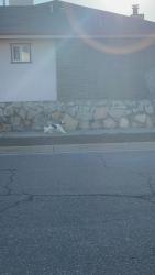 Found/Stray Unknown Dog last seen Desert sun, El Paso, TX 79928