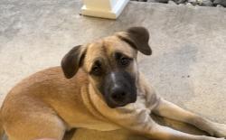 Found/Stray Male Dog last seen E Monbo and St Johns, Statesville, NC 28677