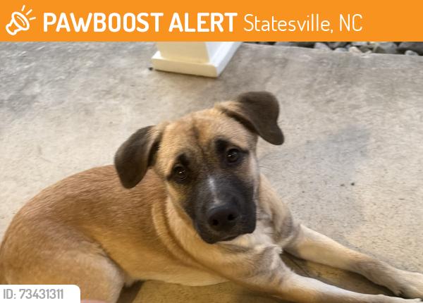 Found/Stray Male Dog last seen E Monbo and St Johns, Statesville, NC 28677