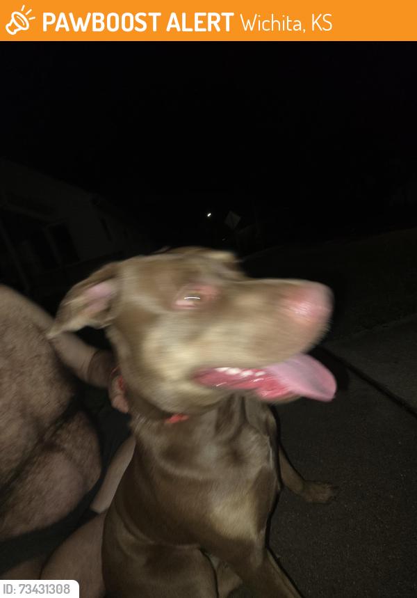 Found/Stray Female Dog last seen DOUGLAS & MERIDIAN AREA IN WICHITA KS, Wichita, KS 67213