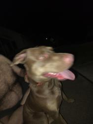 Found/Stray Female Dog last seen DOUGLAS & MERIDIAN AREA IN WICHITA KS, Wichita, KS 67213
