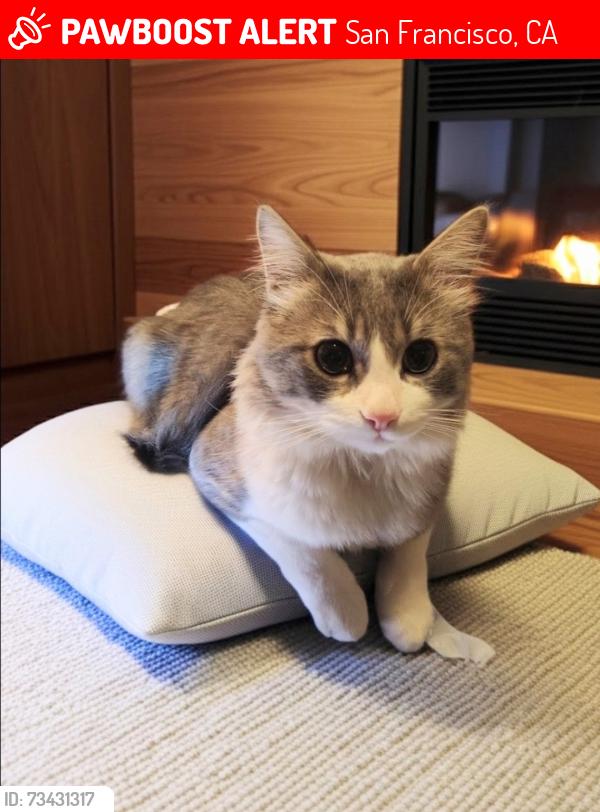 Lost Male Cat last seen Jones & O'Farrell, San Francisco, CA 94102