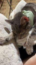Reunited Female Cat last seen Iranistan and Maplewood ave, Bridgeport, CT 06604