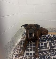 Shelter Stray Male Dog last seen Near northridge parkway, Sandy Springs, GA, 1251 Fulton Industrial Blvd NW, Atlanta, GA 30336, USA