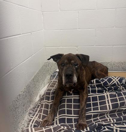 Shelter Stray Male Dog last seen Near northridge parkway, Sandy Springs, GA, 1251 Fulton Industrial Blvd NW, Atlanta, GA 30336, USA