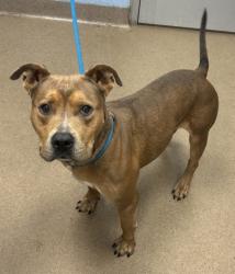 Shelter Stray Male Dog last seen Austin Dr, Decatur, GA 30032, 30032, GA, 3280 Chamblee Dunwoody Rd, Chamblee, GA 30341, USA