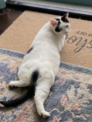 Reunited Male Cat last seen Carlisle/ National / Creedmore, Richmond, VA 23231