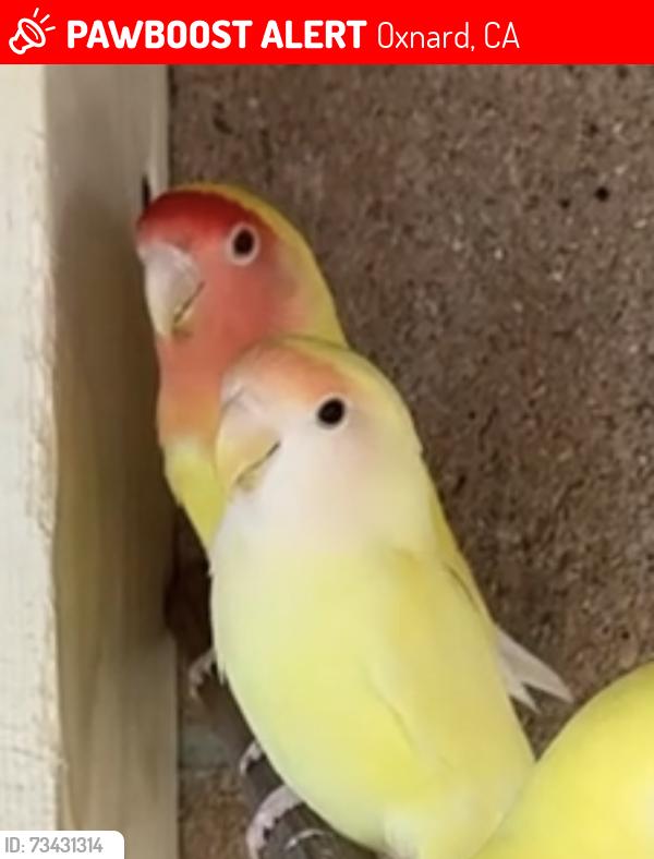 Lost Female Bird last seen Near Boston Way, Oxnard, CA 93033