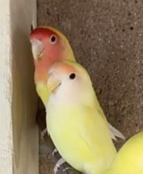 Lost Female Bird last seen Near Boston Way, Oxnard, CA 93033