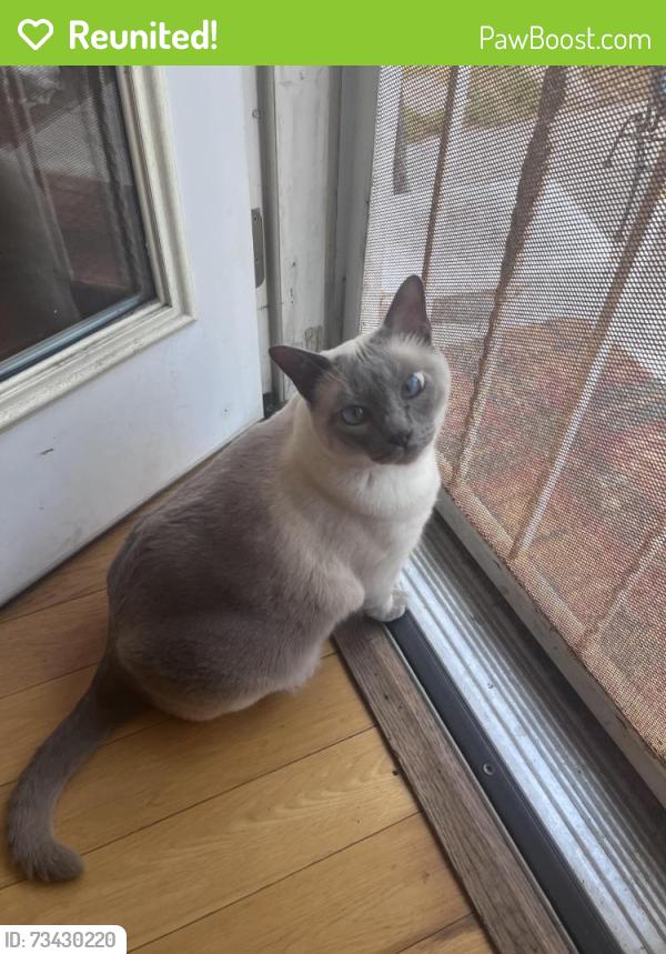Reunited Male Cat last seen Recreation Park, El Segundo, CA 90245