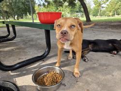 Reunited Unknown Dog last seen Reginald Moore Community Park, Houston, TX 77083