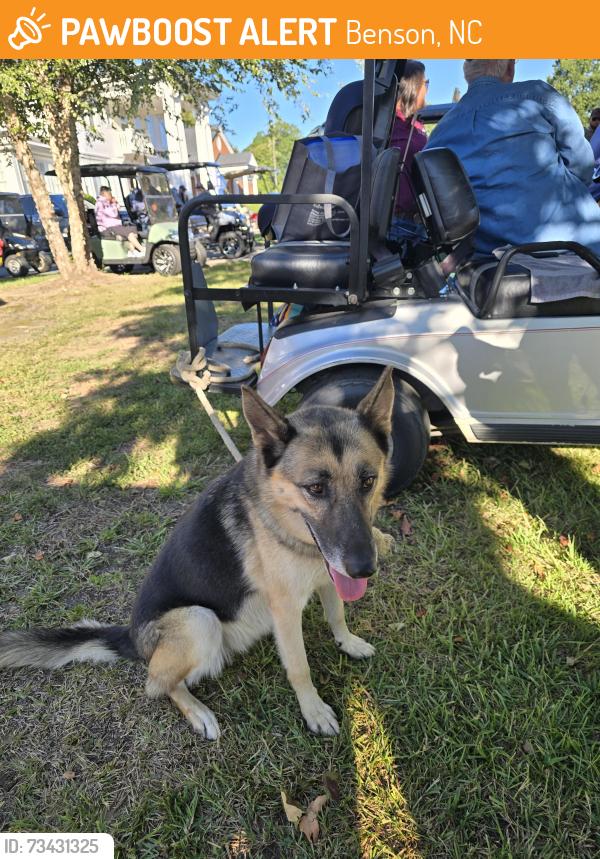 Found/Stray Female Dog last seen Rose and Graham Funeral Home, Benson, NC 27504