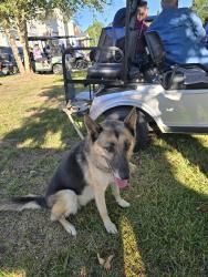 Found/Stray Female Dog last seen Rose and Graham Funeral Home, Benson, NC 27504