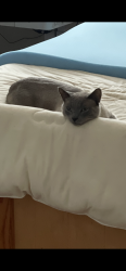 Lost Male Cat last seen Croydon ave, San Jose, CA 95118