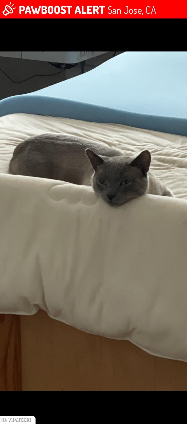 Lost Male Cat last seen Croydon ave, San Jose, CA 95118