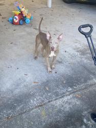 Reunited Male Dog last seen Taylor St, Nashville, GA 31639