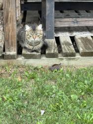 Found/Stray Unknown Cat last seen 190th street/ hwy 47, Lakeside Township, MN 56342