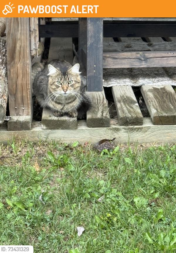 Found/Stray Unknown Cat last seen 190th street/ hwy 47, Lakeside Township, MN 56342