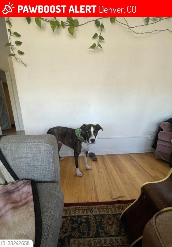 Lost Male Dog last seen Near w 35th ave, Denver, CO 80211