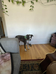 Lost Male Dog last seen Near w 35th ave, Denver, CO 80211