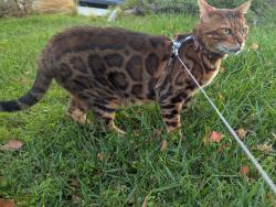 Lost Male Cat last seen Last seen in home. He may possible be in someone's back yard near Overden., Pomona, CA 91766