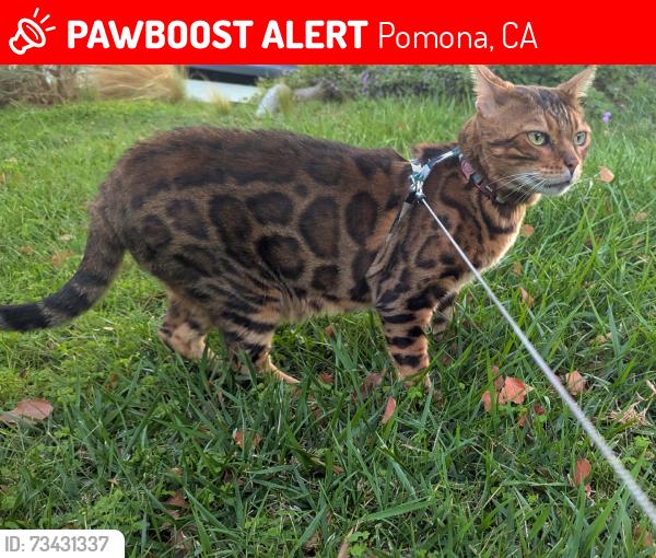 Lost Male Cat last seen Last seen in home. He may possible be in someone's back yard near Overden., Pomona, CA 91766