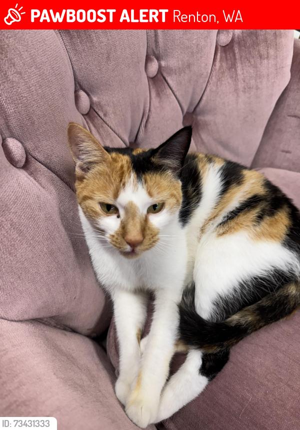 Lost Female Cat last seen SE 173rd Pl and 136th, Renton, WA 98058