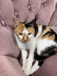 Lost Female Cat last seen SE 173rd Pl and 136th, Renton, WA 98058