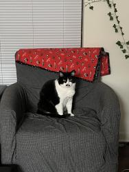 Reunited Male Cat last seen White Oak Dr, Athens, GA 30606, USA, Athens, GA 30606