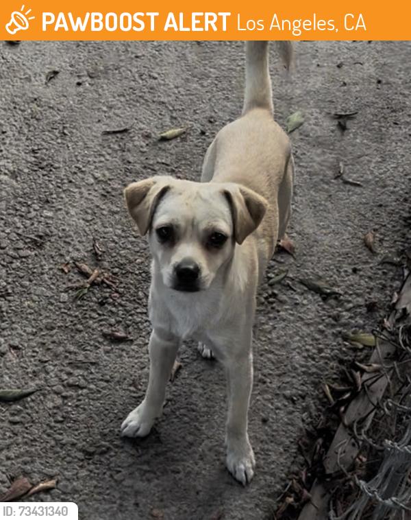 Found/Stray Male Dog last seen Hoover and 81st, Los Angeles, CA 90044