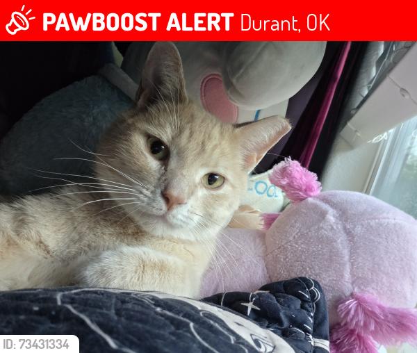 Lost Male Cat last seen CMC Steel, Durant, OK 74701
