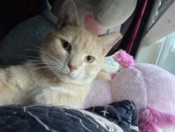 Lost Male Cat last seen CMC Steel, Durant, OK 74701