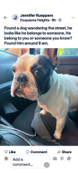 Found/Stray Unknown Dog last seen Duquesne Heights, Pittsburgh, PA 15212