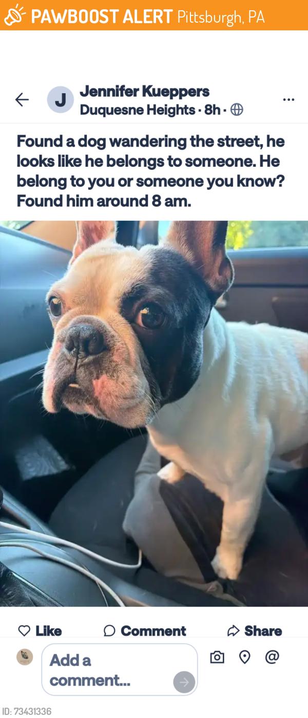 Found/Stray Unknown Dog last seen Duquesne Heights, Pittsburgh, PA 15212